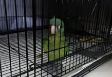 A parrot suspected of being smuggled into the U.S. is discovered by CBP officers at the Otay Mesa Port of Entry.