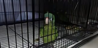 A parrot suspected of being smuggled into the U.S. is discovered by CBP officers at the Otay Mesa Port of Entry.