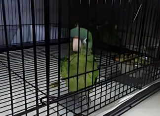 A parrot suspected of being smuggled into the U.S. is discovered by CBP officers at the Otay Mesa Port of Entry.