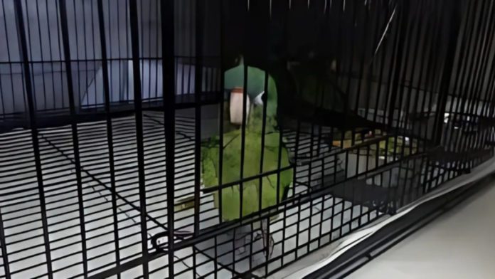A parrot suspected of being smuggled into the U.S. is discovered by CBP officers at the Otay Mesa Port of Entry.