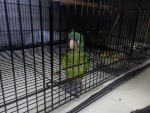 A parrot suspected of being smuggled into the U.S. is discovered by CBP officers at the Otay Mesa Port of Entry.
