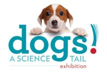 “Dogs! A Science Tail” Returns to the California Science Center PHOTO: California Science Center | The South Pasadenan | Dogs! A Science Tail Returns to the California Science Center And is Now Open