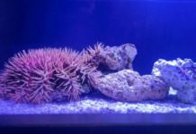 26 Legged Creatures in Long Beach The Aquarium of the Pacific Launches "Stars of the Sea" and Touchpool Exhibit