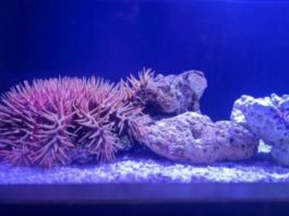 The Aquarium of the Pacific Launches "Stars of the Sea" and Touchpool Exhibit