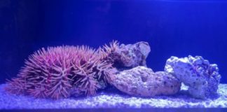 The Aquarium of the Pacific Launches "Stars of the Sea" and Touchpool Exhibit
