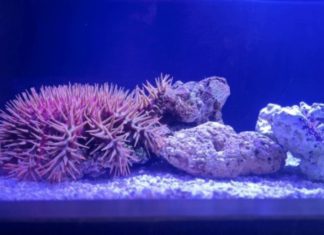 The Aquarium of the Pacific Launches "Stars of the Sea" and Touchpool Exhibit