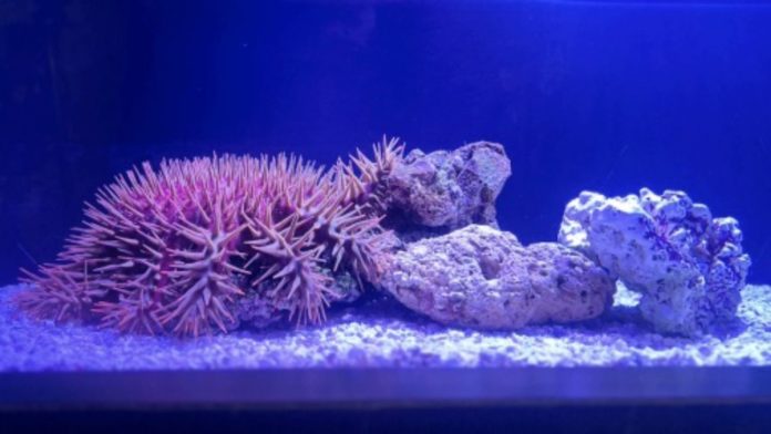 The Aquarium of the Pacific Launches "Stars of the Sea" and Touchpool Exhibit