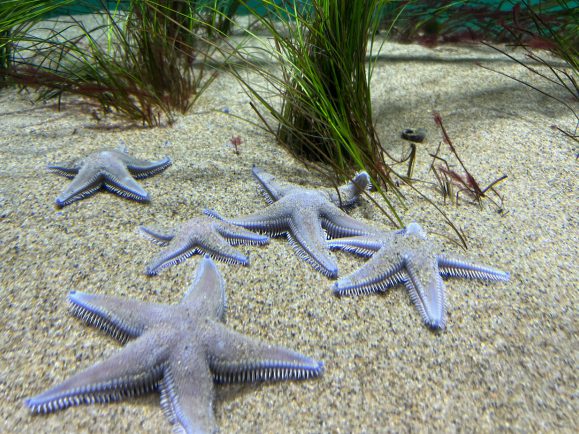 | The South Pasadenan | South Pasadena News Sunflower Sea Star