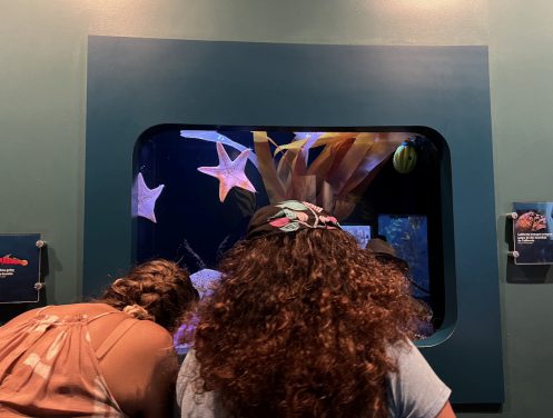 | The South Pasadenan | South Pasadena News The Aquarium of the Pacific Launches "Stars of the Sea" and Touchpool Exhibit