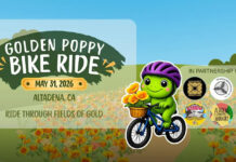 Golden Poppy Bike Ride Altadena | Community Resilience Celebration & Mural Debut Event Graphic: Lotus Rising LA | The South Pasadenan | Altadena Community Marks Recovery Milestone With Inaugural Golden Poppy Community Celebration & Bike Ride