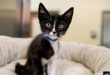 Pet of the Week | Teddy the Kitten