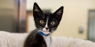 Pet of the Week | Teddy the Kitten