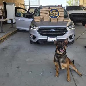 PHOTO: CBP San Diego | The South Pasadenan | The U.S. Border Patrol K-9 that alerted agents to the probable presence of narcotics sits in front of 40 bundles of seized cocaine