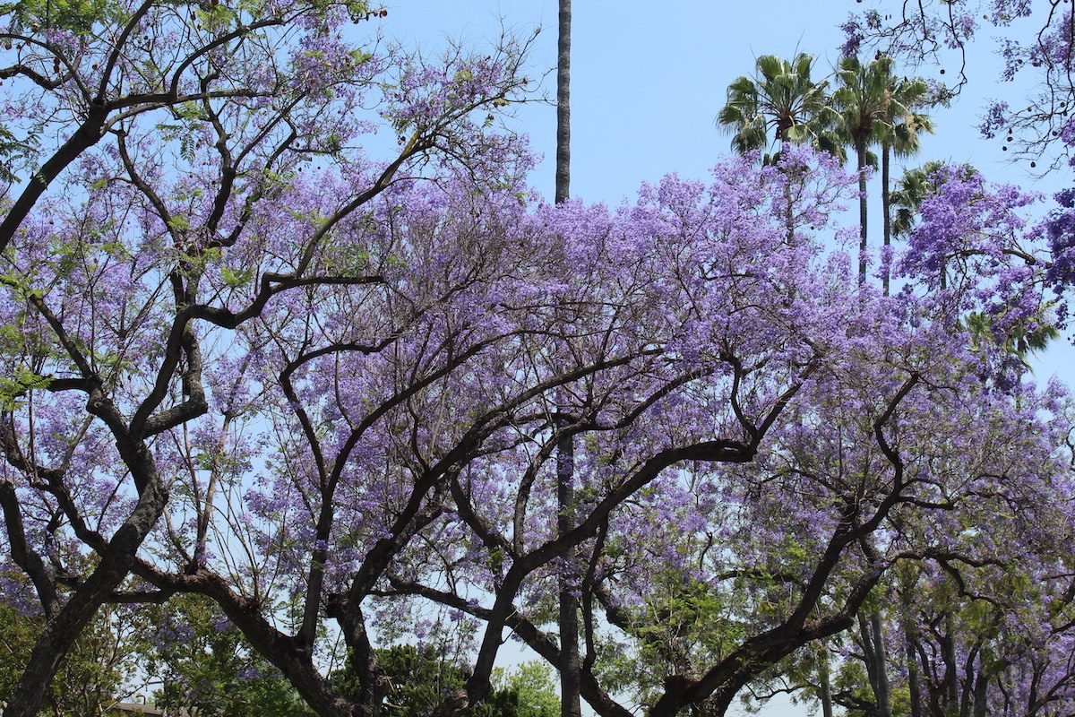 | The South Pasadenan | South Pasadena News