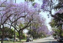 South Pasadena Trees: A Recap on The Current Decree of The Trees
