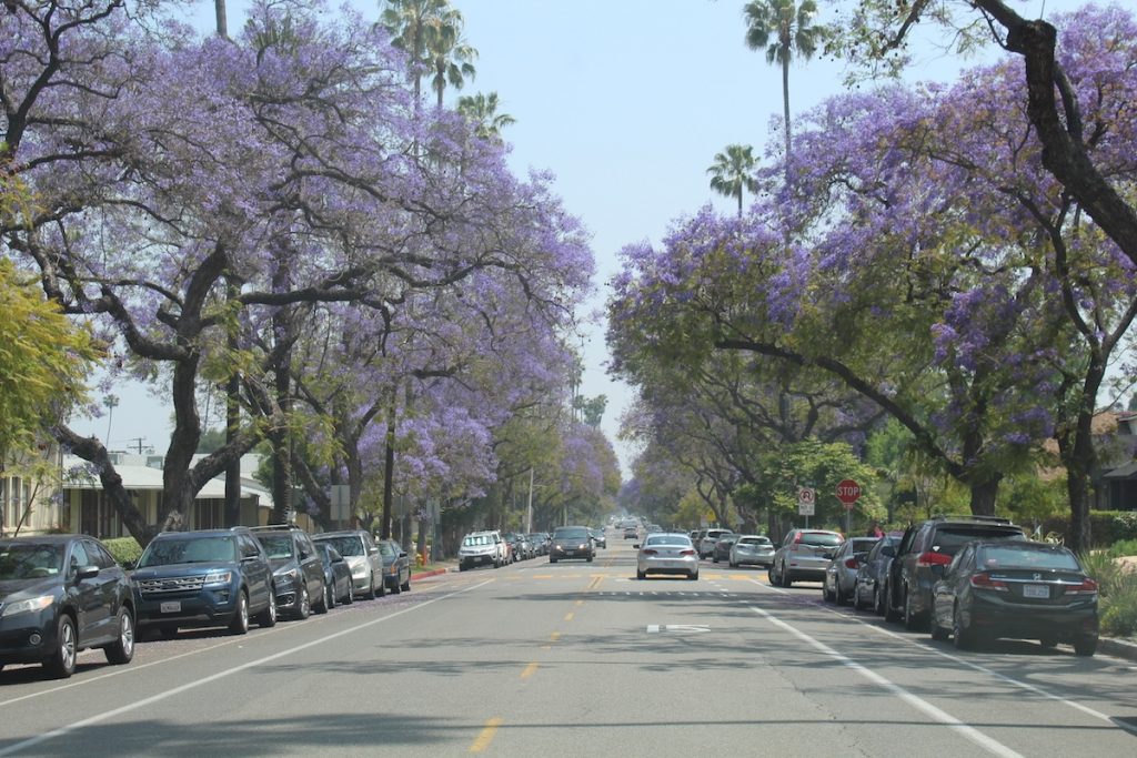 | The South Pasadenan | South Pasadena News