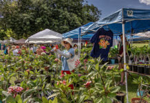 PHOTO: LA Arboretum | The South Pasadenan | 12th Annual Plumeria Festival at the LA Arboretum
