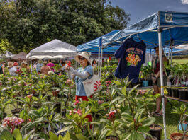 PHOTO: LA Arboretum | The South Pasadenan | 12th Annual Plumeria Festival at the LA Arboretum