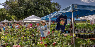 PHOTO: LA Arboretum | The South Pasadenan | 12th Annual Plumeria Festival at the LA Arboretum