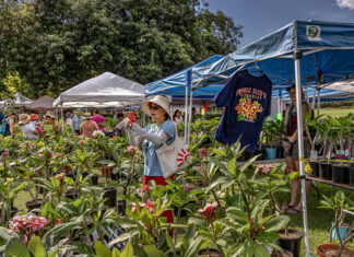 Los Angeles Arboretum | Celebrating the Bloom at the 12th Annual Plumeria Festival PHOTO: LA Arboretum | The South Pasadenan | 12th Annual Plumeria Festival at the LA Arboretum