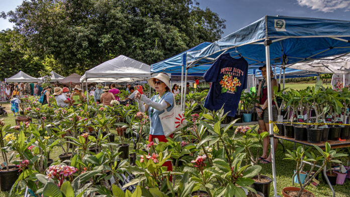 PHOTO: LA Arboretum | The South Pasadenan | 12th Annual Plumeria Festival at the LA Arboretum