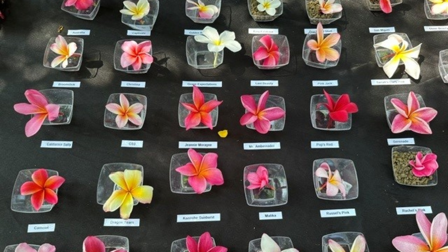 | The South Pasadenan | South Pasadena News PHOTO: LA Arboretum | The South Pasadenan | 12th Annual Plumeria Festival at the LA Arboretum