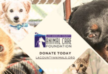 You Can Help Hundreds of Rescues Get a Second Chance | LA County Animal Care & Control Partners with NBCUniversal Graphic: LA County Animal Care | The South Pasadenan | Los Angeles County Department of Animal Care and Control