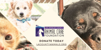 Graphic: LA County Animal Care | The South Pasadenan | Los Angeles County Department of Animal Care and Control