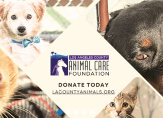 Graphic: LA County Animal Care | The South Pasadenan | Los Angeles County Department of Animal Care and Control
