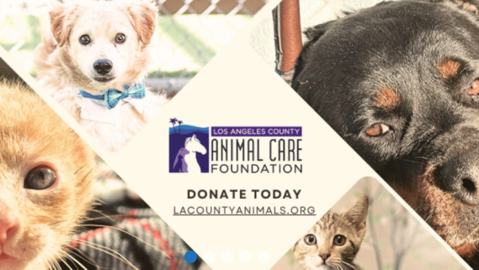 Graphic: LA County Animal Care | The South Pasadenan | Los Angeles County Department of Animal Care and Control