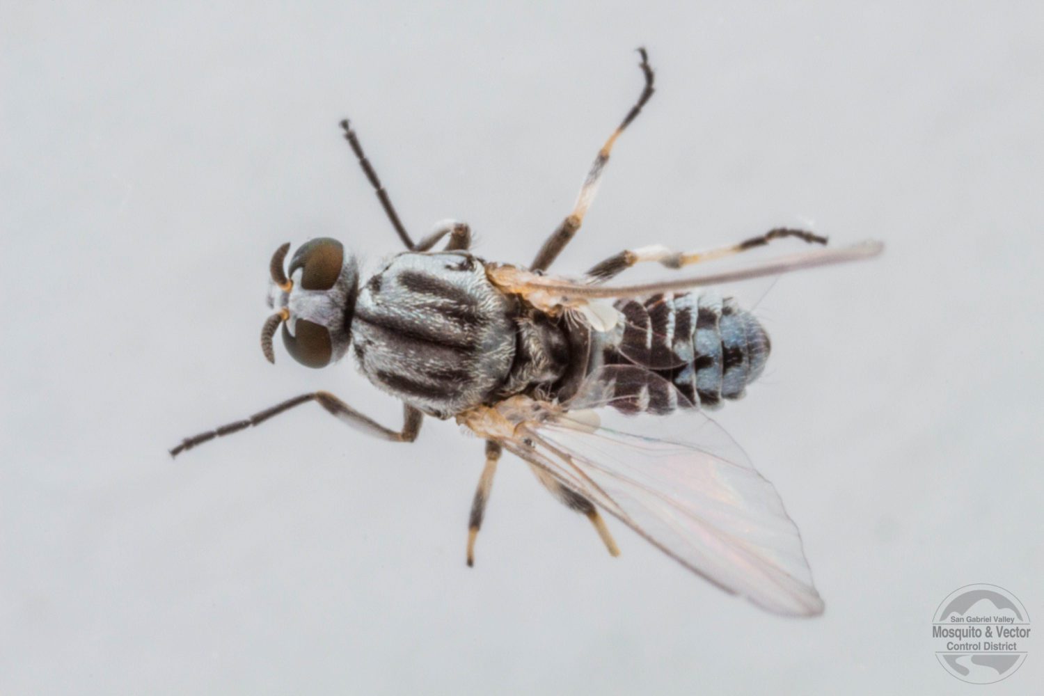 | The South Pasadenan | South Pasadena News Learn more about black flies and how to protect yourself from them.