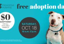 Free Pet Adoption Day on October 18 | Pasadena Humane Society PHOTO: Pasadena Humane | The South Pasadenan | Pasadena Humane Hosts Free Adoption Day Oct. 18