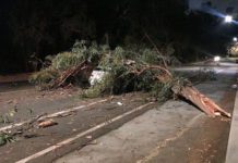 Tree Falls on Moving Car | Driver Escapes Uninjured