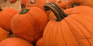 $2 Pumpkins at the Pumpkin Patch Now!