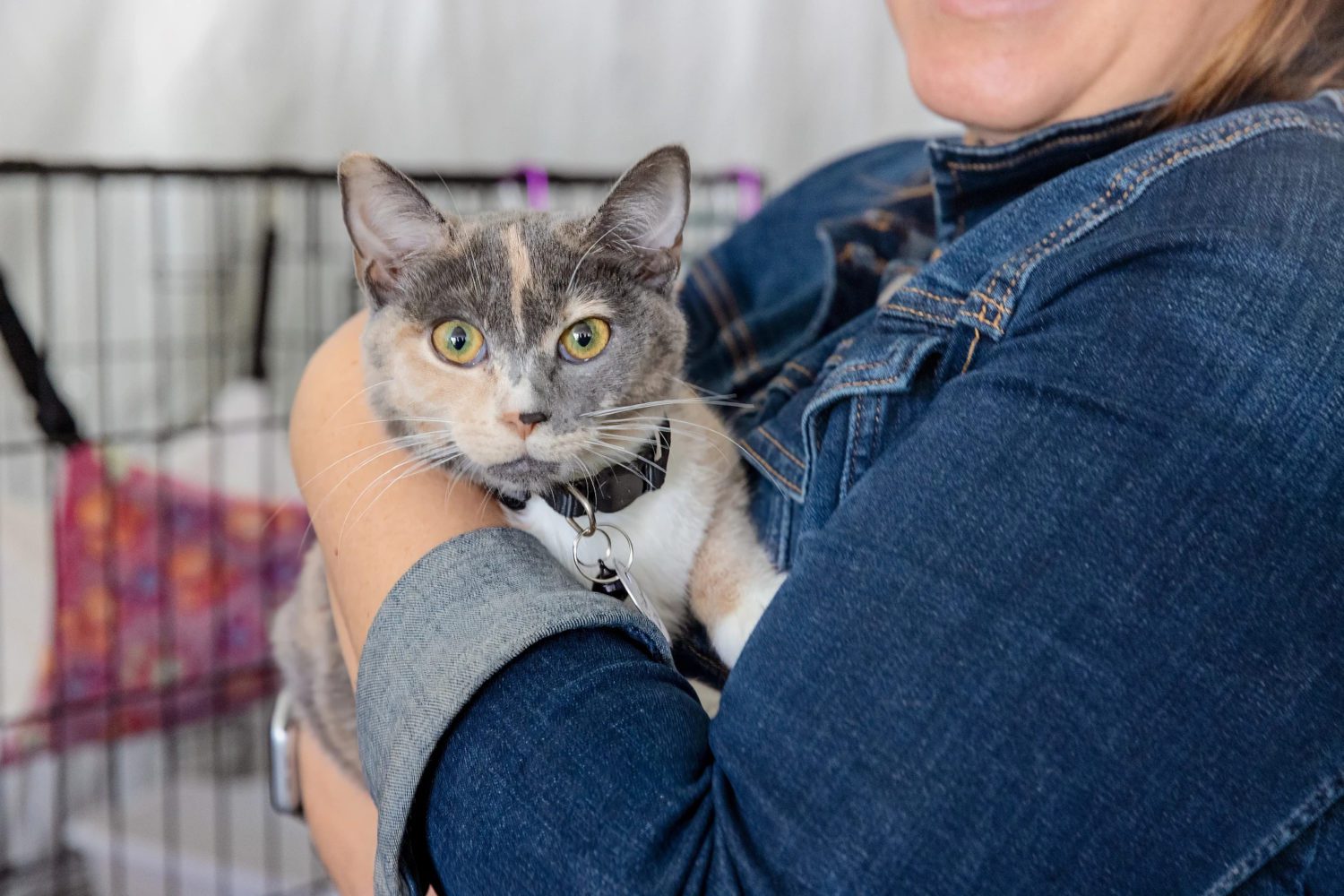 PHOTO: Best Friends | The South Pasadenan | A cat getting adopted