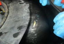 $13M In Heroin Seized At San Ysidro Port Of Entry | California Border Patrol San Diego (CPB) U.S. Customs and Border Protection officers arrested a Mexican citizen who is a U.S. lawful permanent resident on Oct. 22, 2025. Officers discovered a record-breaking nearly 290 pounds of heroin, with an estimated street value of more than $13 million, concealed within his vehicle as he attempted to enter the U.S. at the San Ysidro Port of Entry.