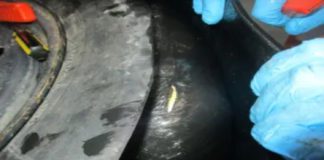 U.S. Customs and Border Protection officers arrested a Mexican citizen who is a U.S. lawful permanent resident on Oct. 22, 2025. Officers discovered a record-breaking nearly 290 pounds of heroin, with an estimated street value of more than $13 million, concealed within his vehicle as he attempted to enter the U.S. at the San Ysidro Port of Entry.