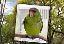 More Parrots Found Shot in South Pasadena, Pasadena & Surrounding Areas | Locals Outraged, Police Reports Made Pasadena Parrots in and around the Pasadena area are being injured and killed by unknown suspects.