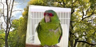 Pasadena Parrots in and around the Pasadena area are being injured and killed by unknown suspects.