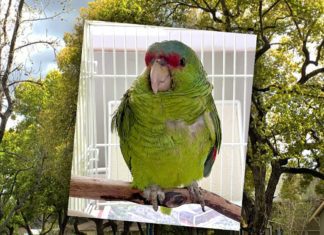 Pasadena Parrots in and around the Pasadena area are being injured and killed by unknown suspects.