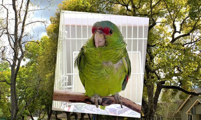 Pasadena Parrots in and around the Pasadena area are being injured and killed by unknown suspects.