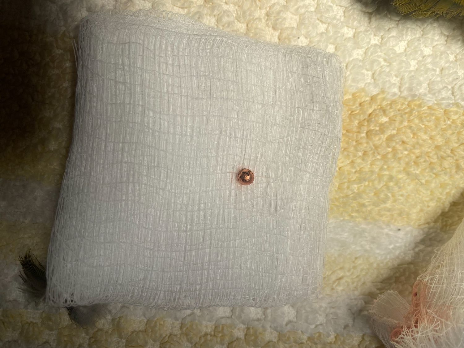 PHOTO: Cleo's Critter Care Wildlife Rescue and Rehabilitation | Severely injured Pasadena Parrots, shot by unknown suspect. BBs and Pellets have been surgically removed.