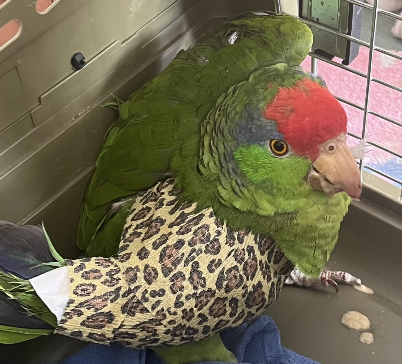 PHOTO: Cleo's Critter Care Wildlife Rescue and Rehabilitation | Severely injured Pasadena Parrots, shot by unknown suspect. BBs and Pellets have been surgically removed.