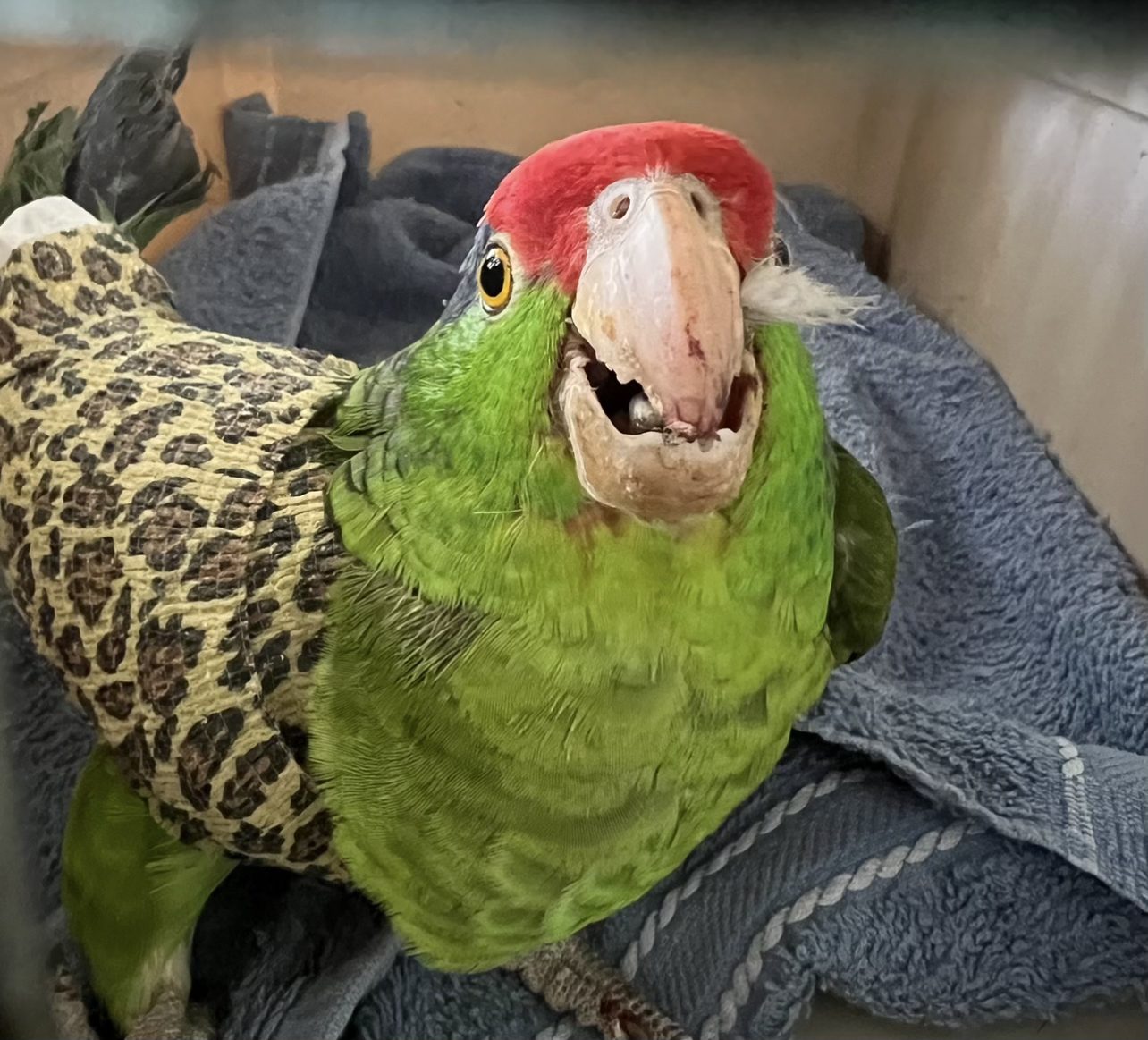 Pasadena Parrots Severely injured Pasadena Parrots, shot by unknown suspect. BBs and Pellets have been surgically removed.