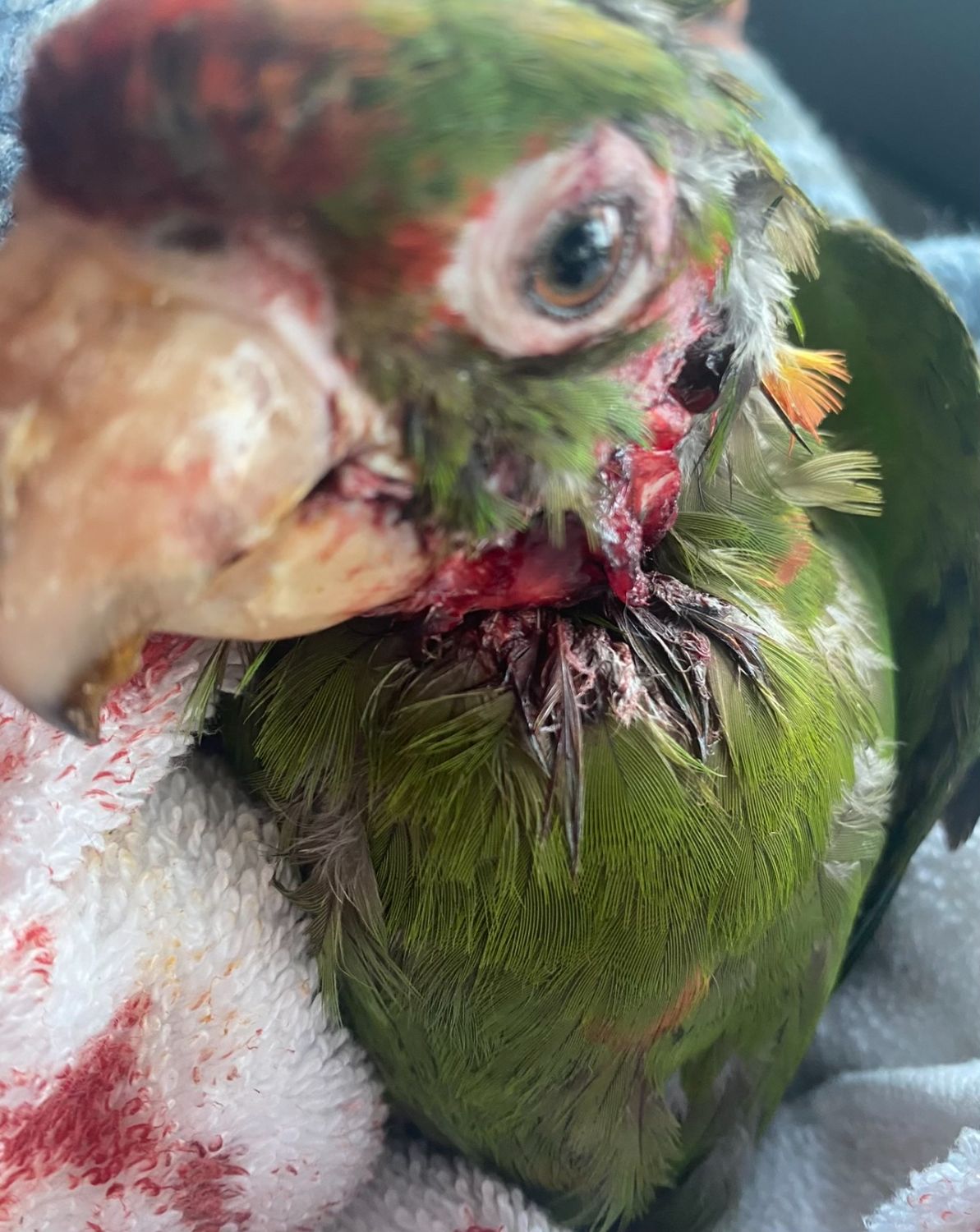 PHOTO: Cleo's Critter Care Wildlife Rescue and Rehabilitation | Severely injured Pasadena Parrots, shot by unknown suspect. BBs and Pellets have been surgically removed.