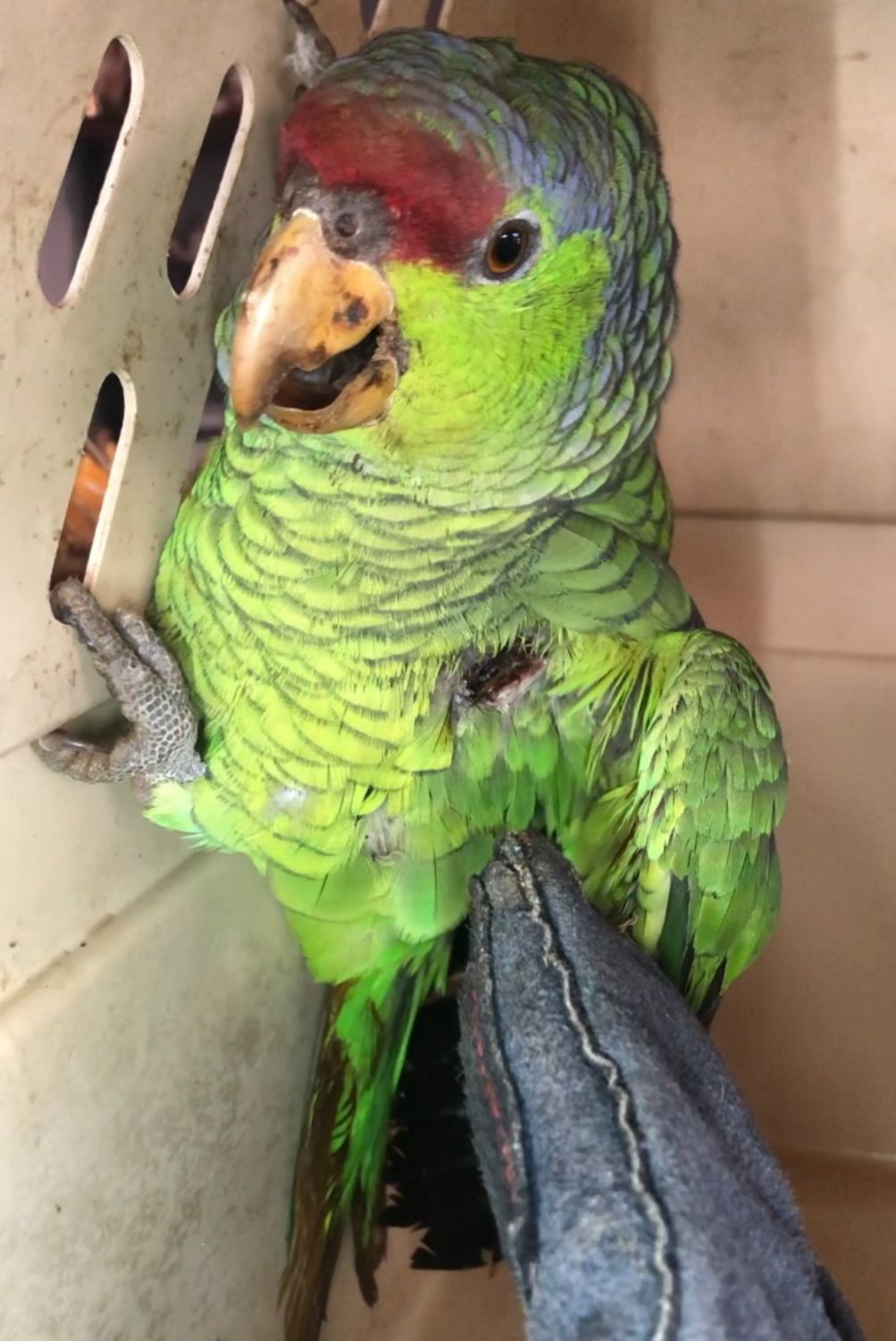 PHOTO: Cleo's Critter Care Wildlife Rescue and Rehabilitation | Severely injured Pasadena Parrots, shot by unknown suspect. BBs and Pellets have been surgically removed.