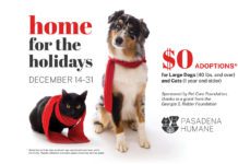 PHOTO: Pasadena Humane | The South Pasadenan | Pasadena Humane Waives Adoption Fees for Large Dogs & Adult Cats, Dec. 14–31