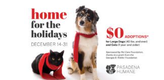 PHOTO: Pasadena Humane | The South Pasadenan | Pasadena Humane Waives Adoption Fees for Large Dogs & Adult Cats, Dec. 14–31
