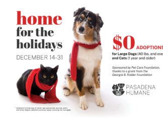 Pet Rescues | Pasadena Humane Waives Adoption Fees for Large Dogs & Adult Cats PHOTO: Pasadena Humane | The South Pasadenan | Pasadena Humane Waives Adoption Fees for Large Dogs & Adult Cats, Dec. 14–31