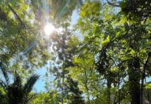 PHOTO: Steven Lawrence | South Pasadena News | Trees in South Pasadena are protected - to an extent. 'Tree City USA' in the middle of Los Angeles Metropolis.